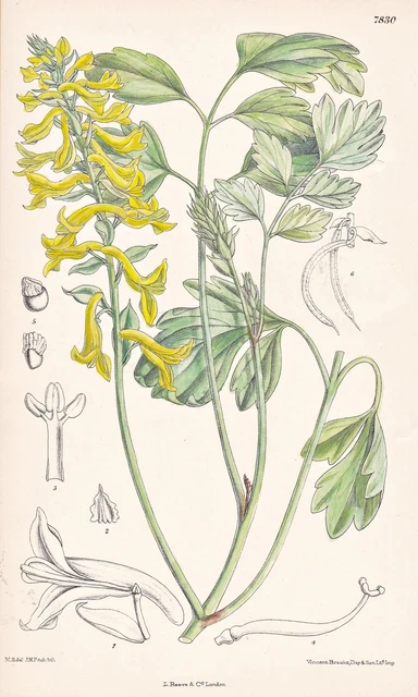 Corydalis Thalictrifolia China Botany Flower Botany Lithograph Curtis 7830