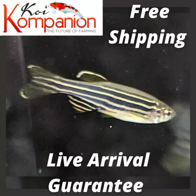 10/20X Zebra Danios Freshwater Fish Beginner Free Shipping Koi Kompanion