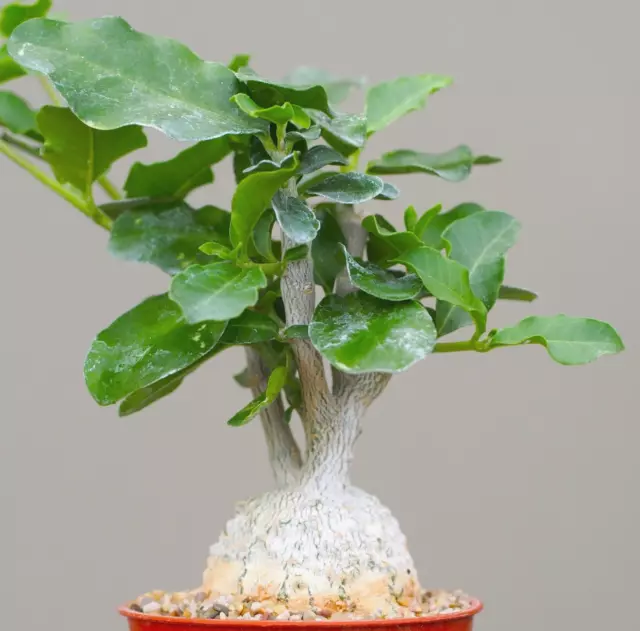 Fokea edulis - Caudiciform Succulent