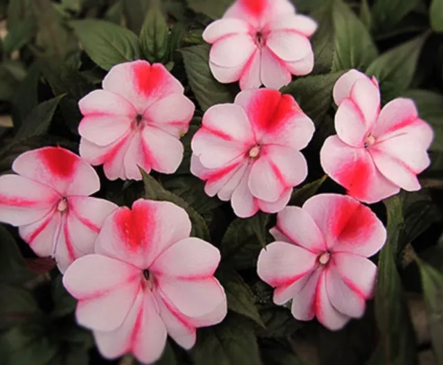 6 Med Impatiens New Guinea Raspberry Cream Plug Plants Bizzy Lizzy Bask Flowers