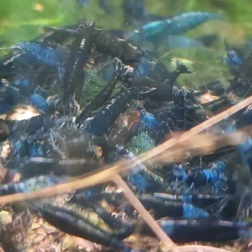 Neocaridina Davidi Blue Saphir Crevette Aquarium