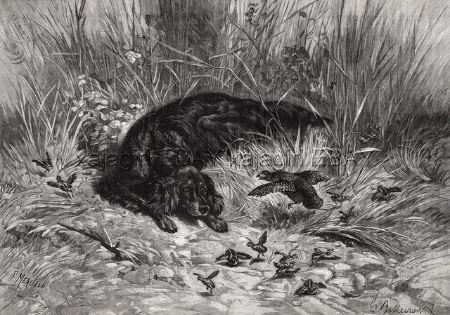 Dog Gordon Setter Vs. Quail Mother Protects Chicks, Large 1880s Antique Print
