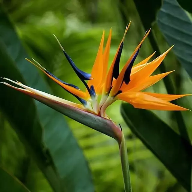 Strelitzia Reginae - Oiseau Du Paradis ( Vase 18 CM) - 40-60cm