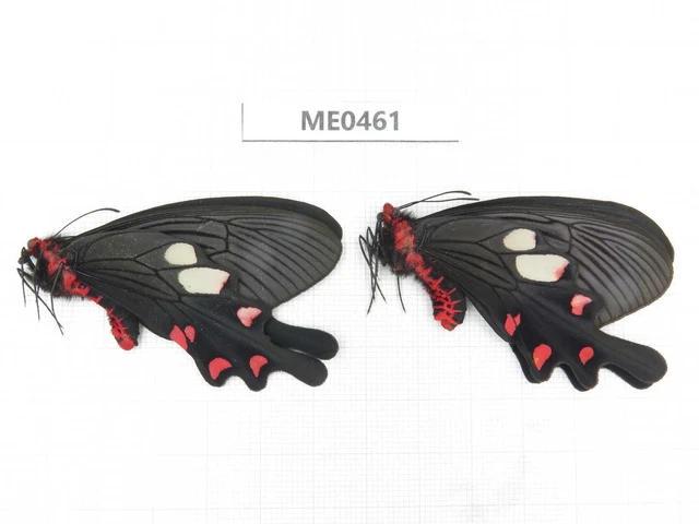 Butterfly. Byasa nevilli. Yunnan, Dali area, Xiangyun county. 1P. ME0461.