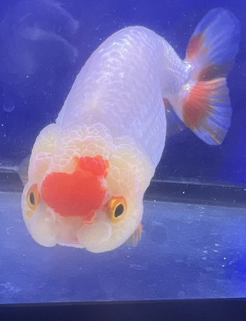 LIVE pond goldfish  Fish~ Goldfish Ranchu goldfish koi pond 4 Inch