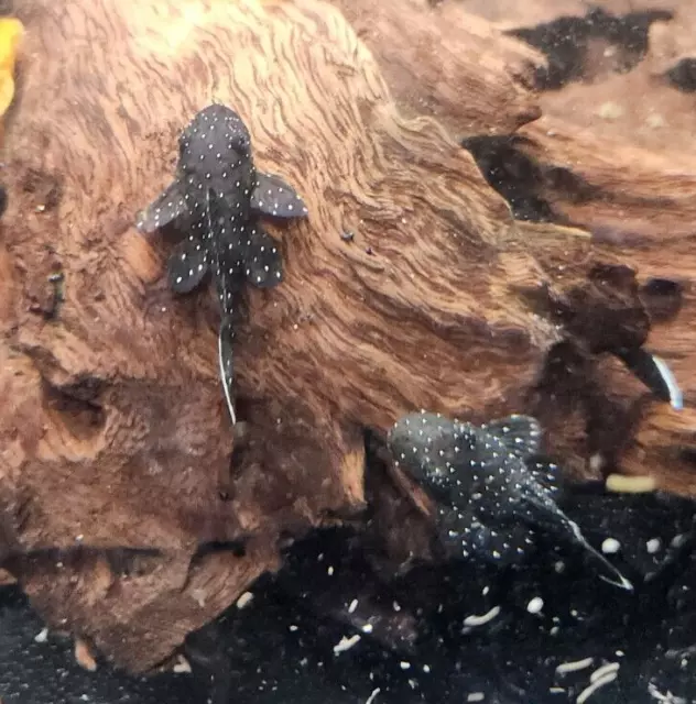 (1) L181-Peppermint Bristlenose Pleco 0.75"+ AA Grade