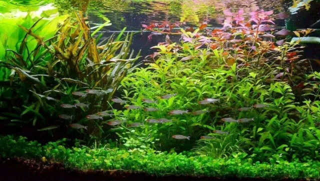 Lot Plantes spécial AXOLOTL 60L pour aquarium eau froide + 10 tiges gratuites