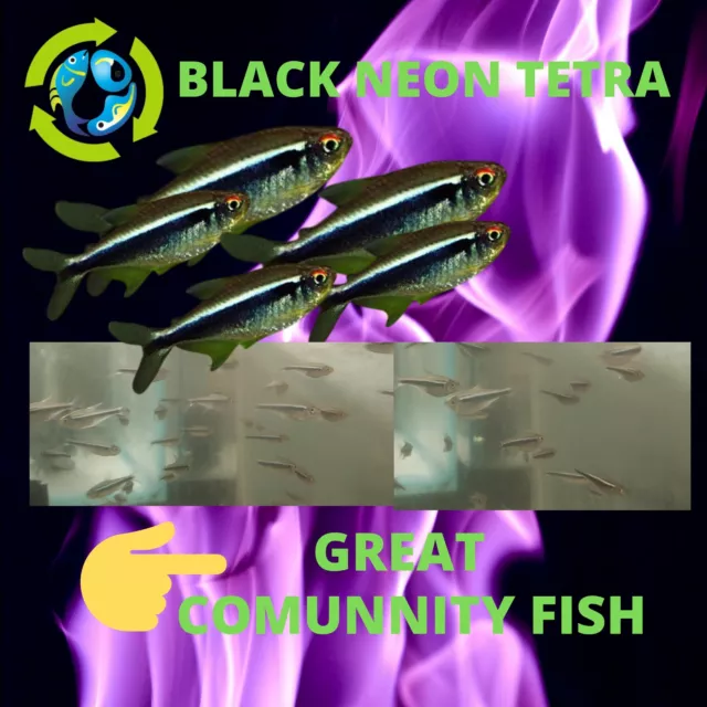 10 Bright Black Neon Tetra