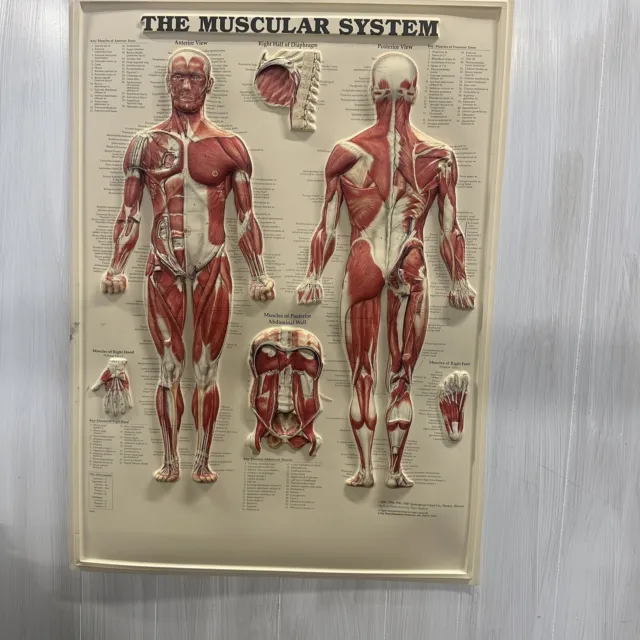 vintage-laminated-20-x26-bachin-poster-muscular-system-1947