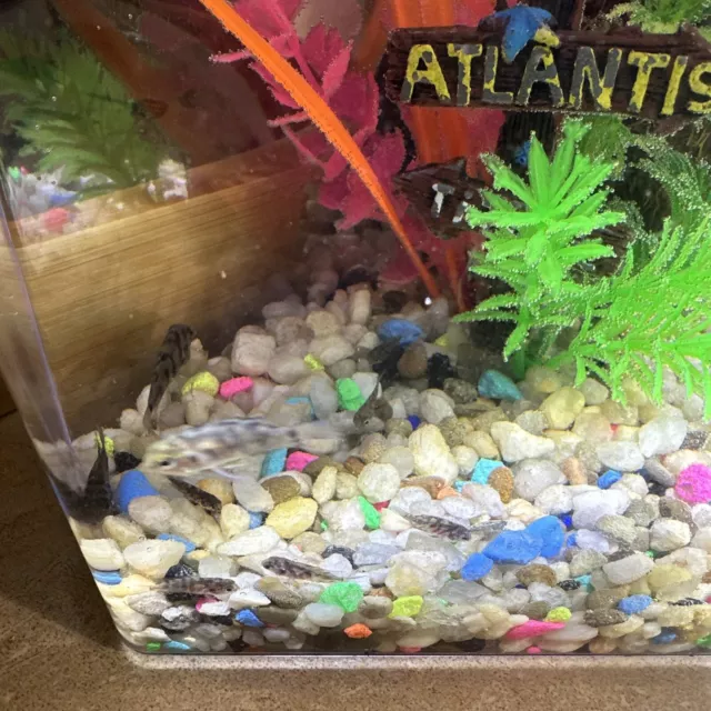 Baby Cichlid live fish For Sale 10
