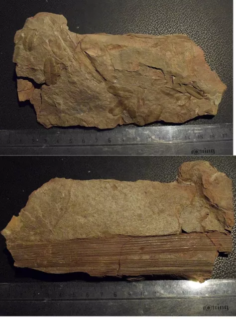 Piante fossili, Felci, Linopteris obliqua e Calamites Carbonifero, Belgio