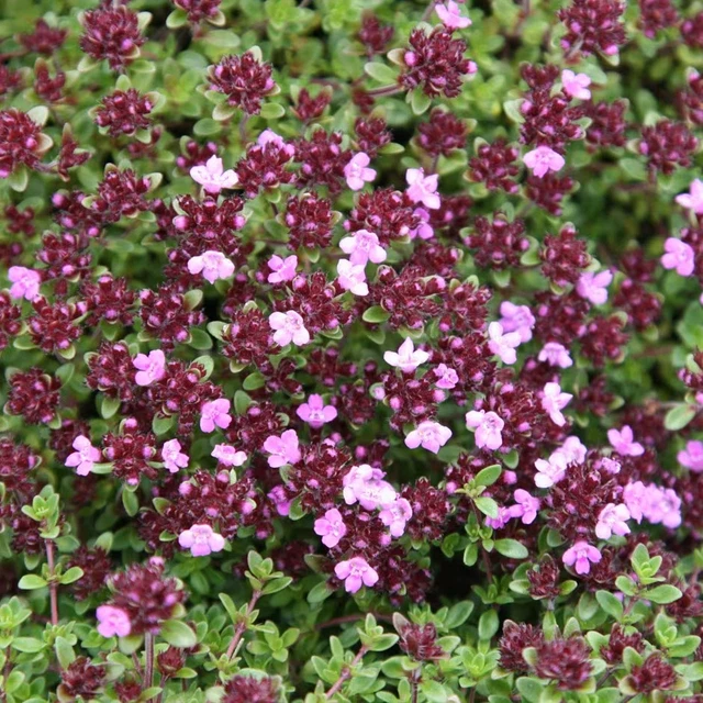 CREEPING THYME 500 SEEDS Thymus Serpyllum Aromatic Herb Ground