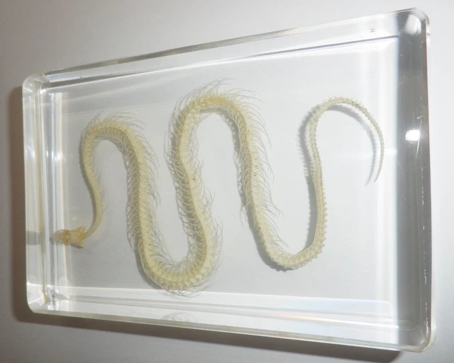 Large Chinese WATER SNAKE Skeleton Clear Lucite Block Education Kit T306
