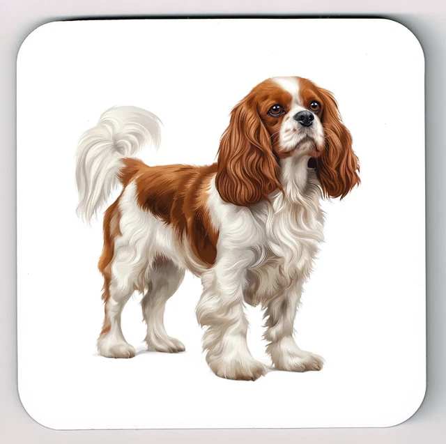 Quabbin Cavaliers - Cavalier King Charles Spaniel Puppies For Sale In