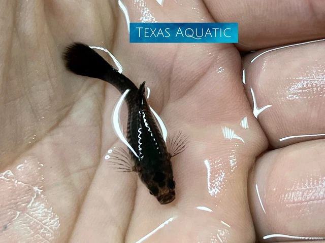 2 Female-Live Aquarium Guppy Fish High Quality - Blue  Tarzan-USA Seller Great A