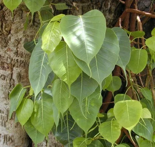 SAMEN Zimmerbaum Topfpflanze !i Buddha Ficus !i Herzförmige grüne Blätter.