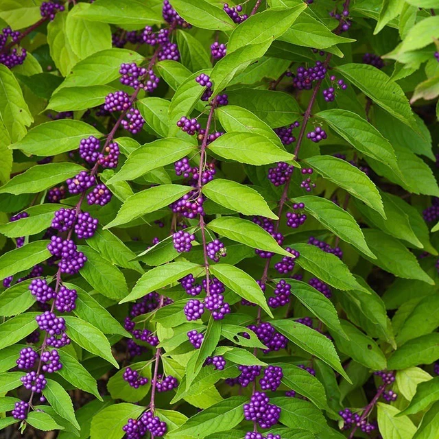 Callicarpa americana, American Beautyberry. 3Gal. Delicious Fruit.