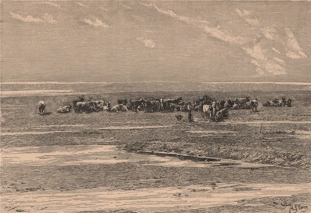 View taken at Walvis Bay. Namibia. Damara and Namaqua Lands 1885 old print