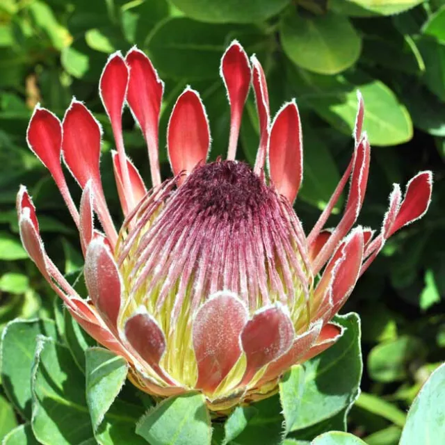 Protea Exima - 6 Seeds - Broad Leafed Sugarbush