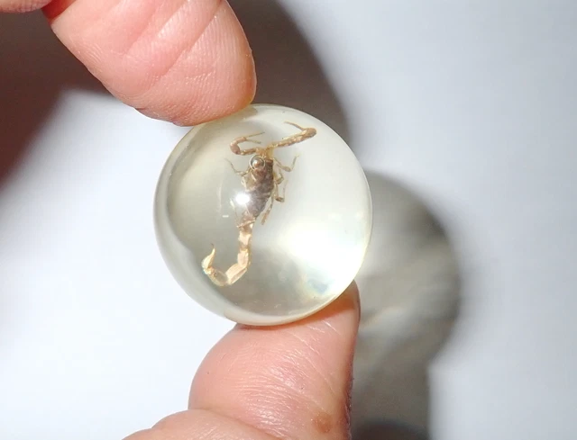 26 mm Clear Resin Sphere Marble Golden Scorpion Insect Specimen IS26