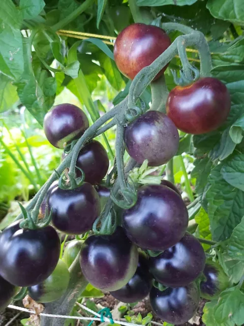 Tomate indigo rose : 25 Graines Végétômix