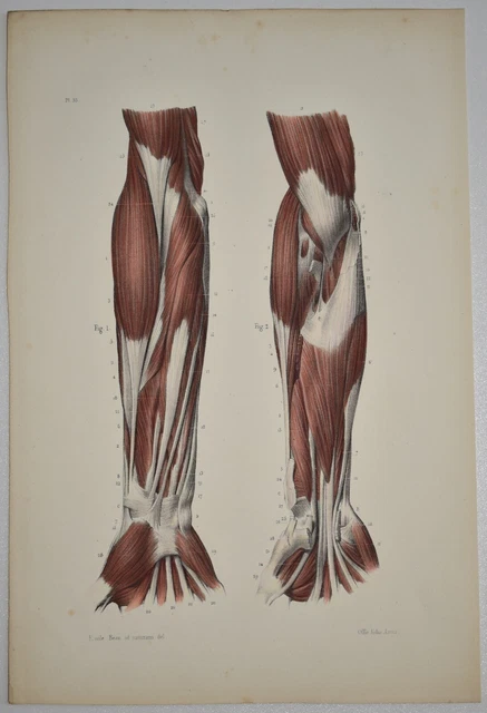 ANATOMY MYOLOGY ANTERIOR Forearm Region Color Engraving 1844 £24.47 ...