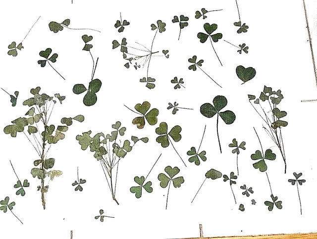 Lote grande de 3 hojas de trébol verde prensado ​​artesanías decoupage