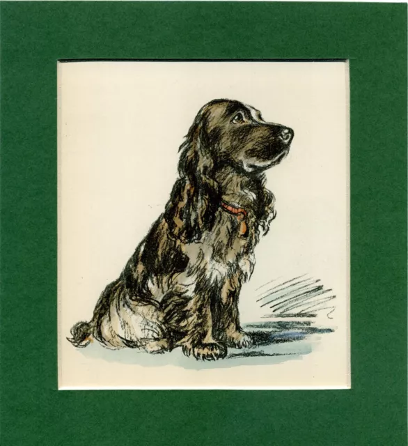 Lucy Dawson ~ Cocker Spaniel ~  Hand Coloured Print Genuine Vintage 1937