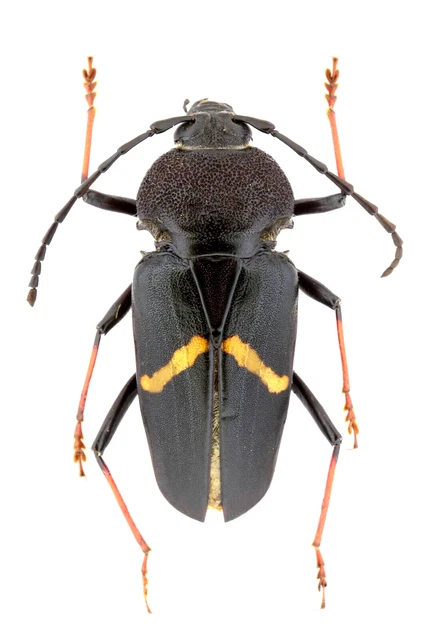 Cerambycidae Sp.  Feb224 26Mm (Body) Ec,