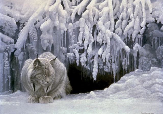 Robert Bateman Dozing Lynx Canvas Giclee 40x30