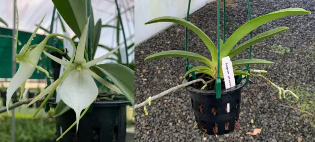RON Orchid Angraecum Angcm. praestans SPECIES 90mm Pot FLOWERING SIZE RARE