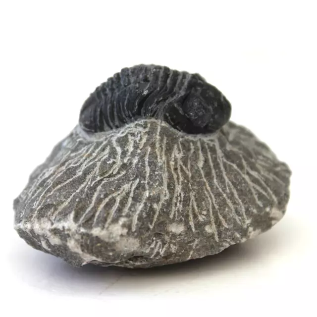 Gerasteros pustulosus Trilobite on Matrix Devonian era. from Erfoud Morocco.