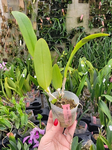 ORCHID ORCHIDEE CATTLEYA (Blc.) Lius Joyance Panther (7 Sr, B5) EUR 18 ...