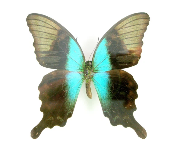 3 real beautiful and huge butterflies in the XXl showcase - single piece - 28 5