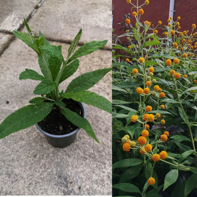 Buddleia globosa Yellow Ball Tree / Butterfly Bush Scented Evergreen Rare in 9cm