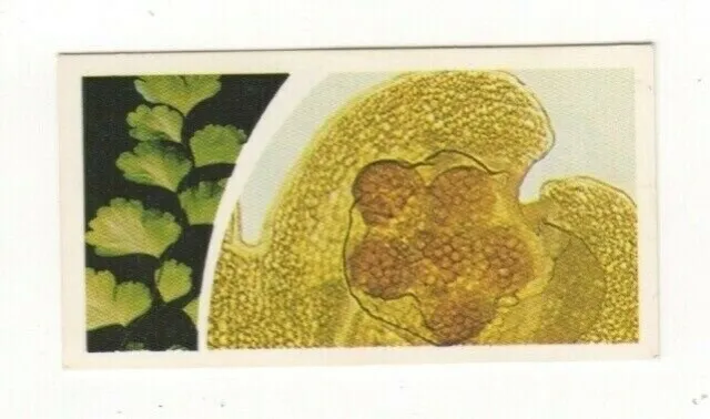 Brooke Bond Microscopic Images 1981 Fern Frond