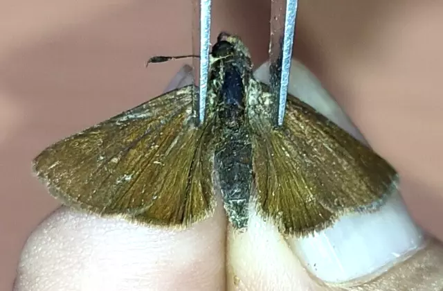 LEPIDOPTERA Hesperiidae specie     N°A282    FROM PERU