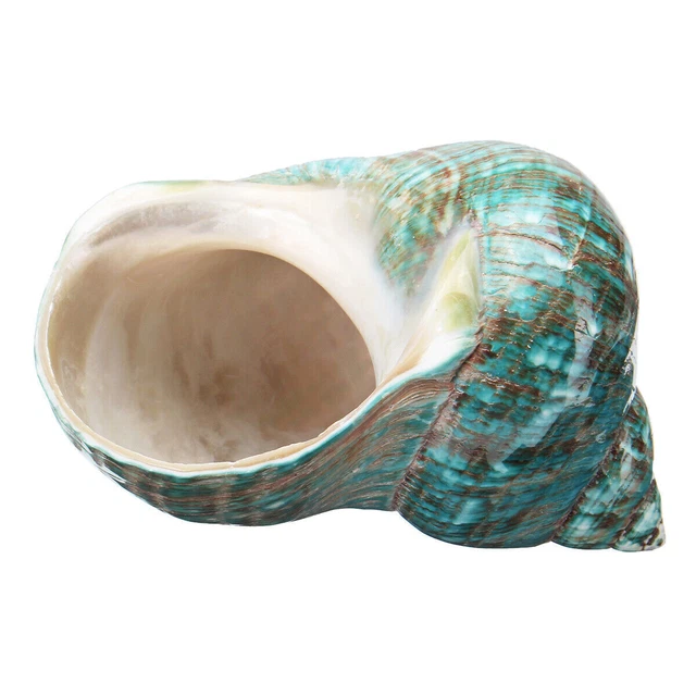 Grand Vert Mer Snail Naturel Coque Conque Aquarium Paysage Coquillage 10CM