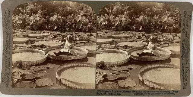 Underwood, Stéréo, Minn. St Paul, Como park, gigantic Lily leaf Vintage stereo c