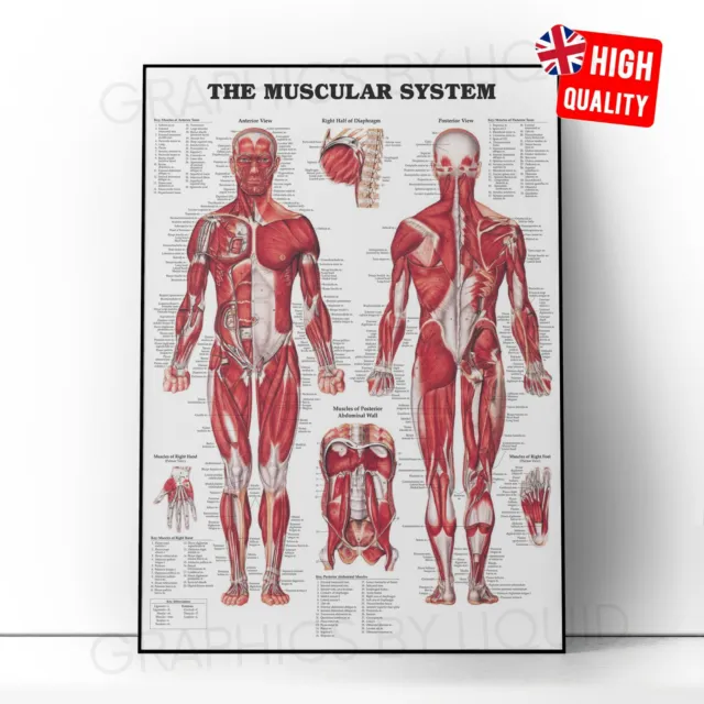 Human Muscular System Anatomy Chart Muscle Educational Poster A4 A3