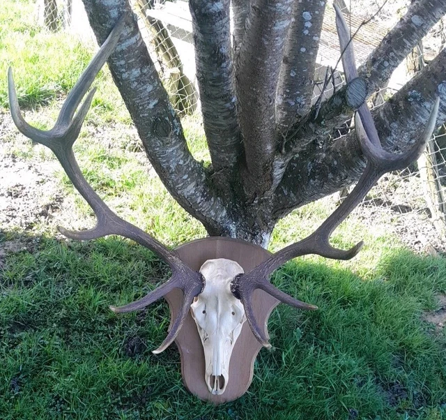 BOIS DE Cerf 12 Corps Grande Taille Trophée EUR 750,00 - FR