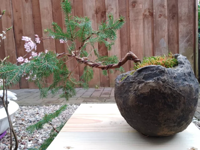 Bonsai, Rotfichte, Picea abis, Yamadori, ca. 17 cm, Shohin, mit Felsenschale
