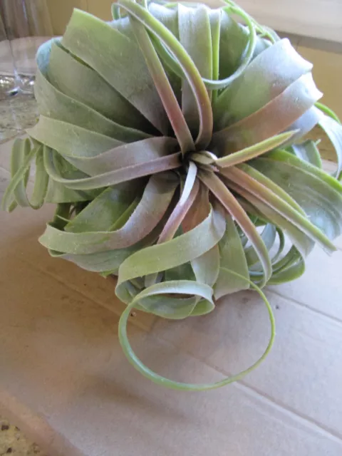 Pottery Barn faux succulent  airplant stem photo shoot sample