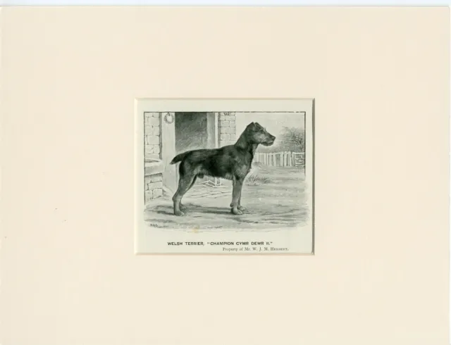 Welsh Terrier Old 1950 Named Dog Print Ready Mounted