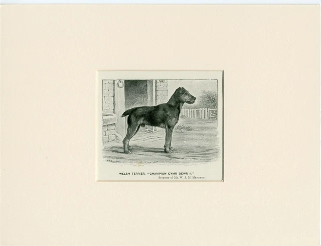 Welsh Terrier Old 1950 Named Dog Print Ready Mounted