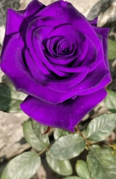 Rare Vivace Yunnan Violet Rose Graines Héritage Beau Jardin Maison Fleurs