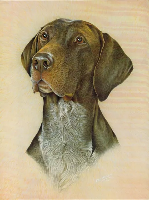 Print of a German Shorthaired Pointer by Ken Messom, Collectable