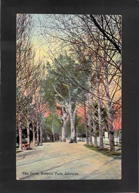 A5041 Australia SA Adelaide Botanic Park vintage postcard