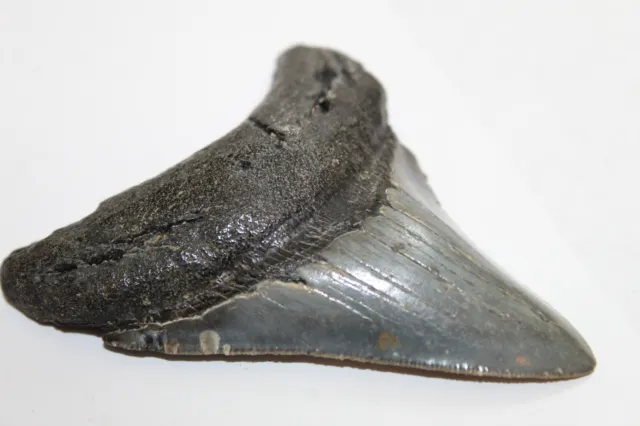 MEGALODON Fossil Giant Sharks Teeth Ocean No Repair 3.69" HUGE COMMERCAIL GRADE