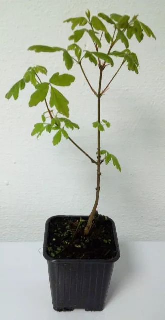 Zimt-Ahorn Acer griseum Pflanze 55-60cm Zimtahorn Ahorn Rarität 2